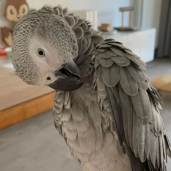 disponibile pappagallo grigio africano per adozione