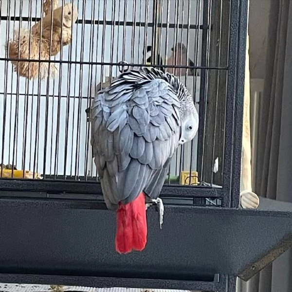 disponibile pappagallo grigio africano per adozione | Foto 0