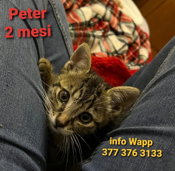 peter, 2 mesi (info  377 376 3133 solo wapp) | Foto 1