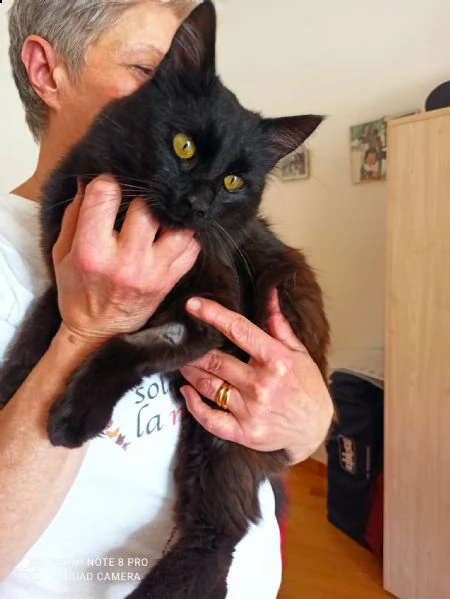 athos, il gatto moschettiere che ti conquisterà  | Foto 3