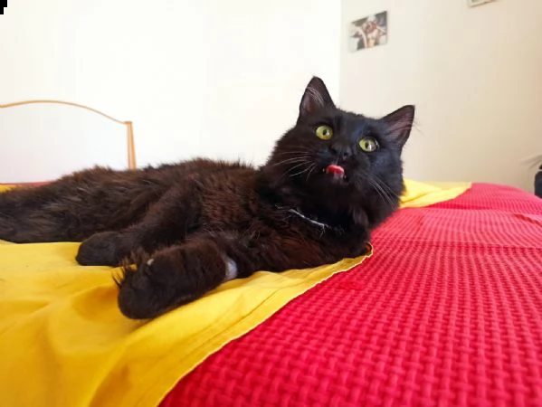 athos, il gatto moschettiere che ti conquisterà  | Foto 0