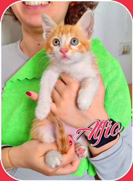 Alfio 2 mesi di vivacità e dolcezza 