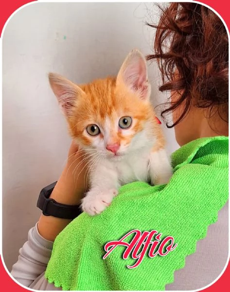 Alfio 2 mesi di vivacità e dolcezza  | Foto 3