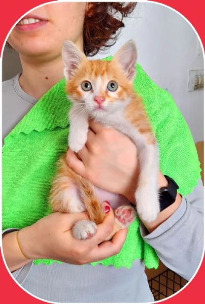 Alfio 2 mesi di vivacità e dolcezza  | Foto 2