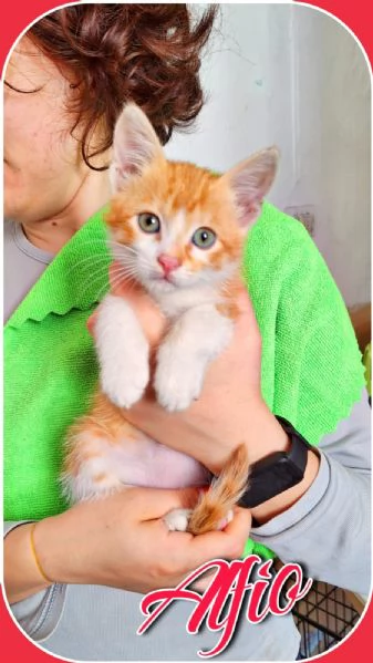 Alfio 2 mesi di vivacità e dolcezza  | Foto 0