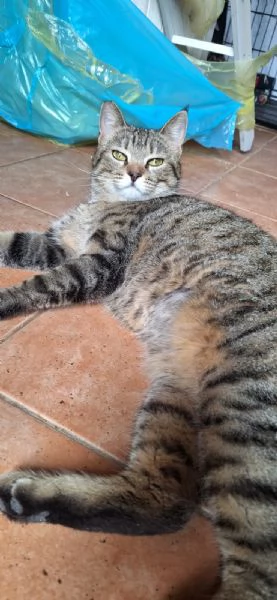 Adotta Virginia, un'amore di tigrotta  | Foto 6