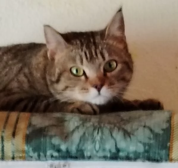 Adotta Virginia, un'amore di tigrotta  | Foto 4