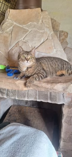 Adotta Virginia, un'amore di tigrotta  | Foto 3