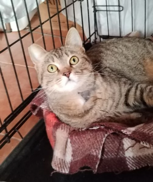 Adotta Virginia, un'amore di tigrotta  | Foto 2