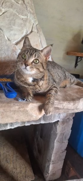 Adotta Virginia, un'amore di tigrotta  | Foto 1