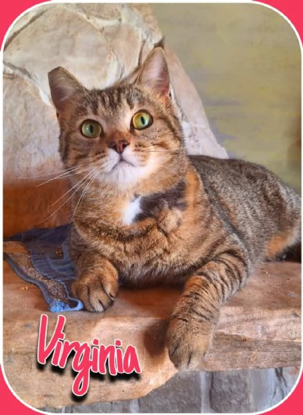 Adotta Virginia, un'amore di tigrotta  | Foto 0