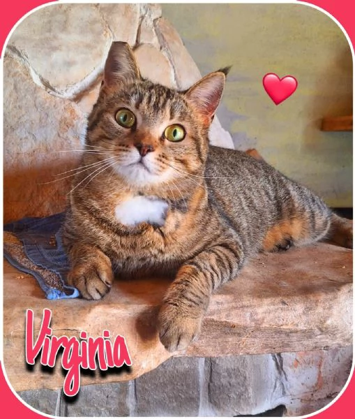 Adotta Virginia, un'amore di tigrotta 