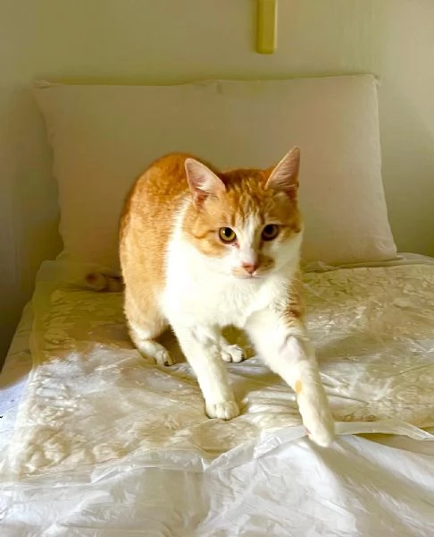 Red, un cuore dolce e sensibile 