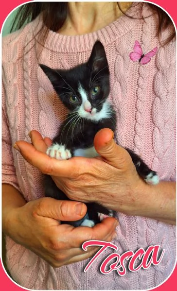 Tosca, Rigoletto, Puccini, melodie feline | Foto 6