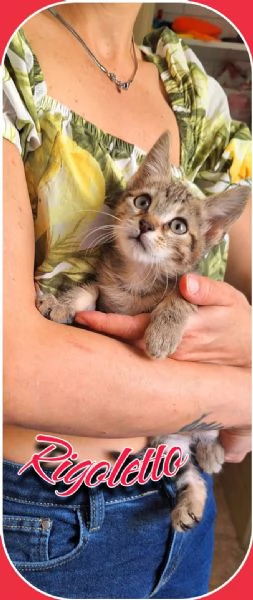 Tosca, Rigoletto, Puccini, melodie feline | Foto 5