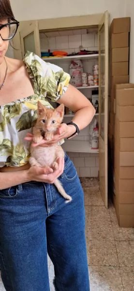 Tosca, Rigoletto, Puccini, melodie feline | Foto 4