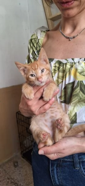 Tosca, Rigoletto, Puccini, melodie feline | Foto 3