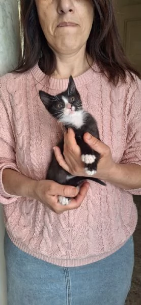 Tosca, Rigoletto, Puccini, melodie feline | Foto 2