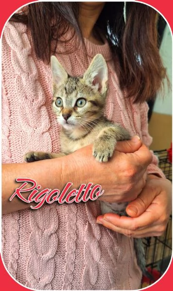 Tosca, Rigoletto, Puccini, melodie feline