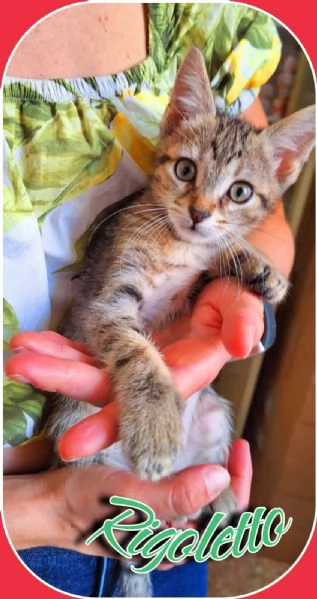 Tosca, Rigoletto, Puccini, melodie feline | Foto 1