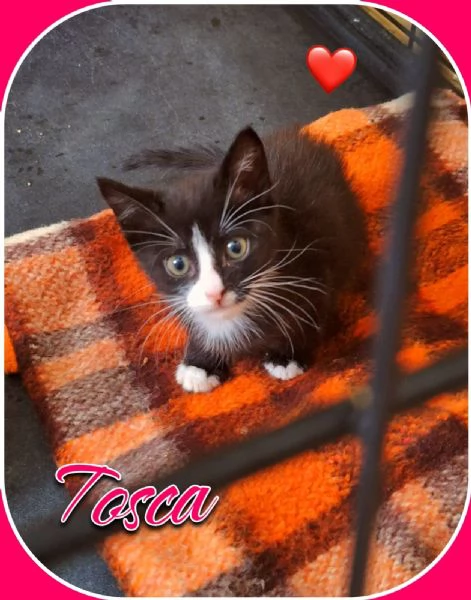 Tosca, Rigoletto, Puccini, melodie feline | Foto 0