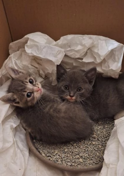 Susy 2 mesi di tenerezza  | Foto 3