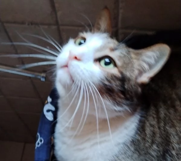 Matisse, 6 anni di dolcezza