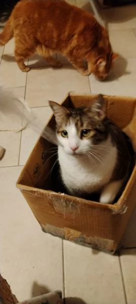 Matisse, 6 anni di dolcezza | Foto 5