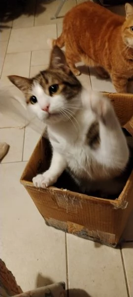 Matisse, 6 anni di dolcezza | Foto 4