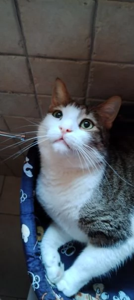 Matisse, 6 anni di dolcezza | Foto 3