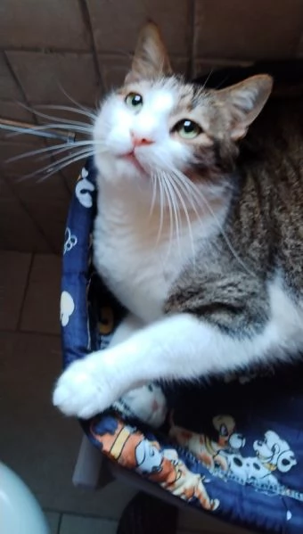 Matisse, 6 anni di dolcezza | Foto 2