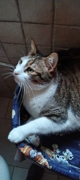 Matisse, 6 anni di dolcezza | Foto 0