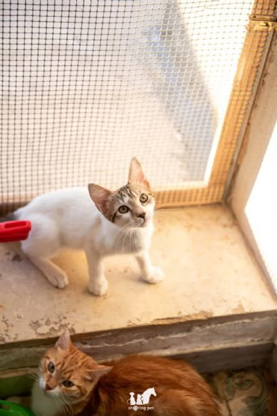 Fragolino 3 mesi e un cuore d'amare  | Foto 5