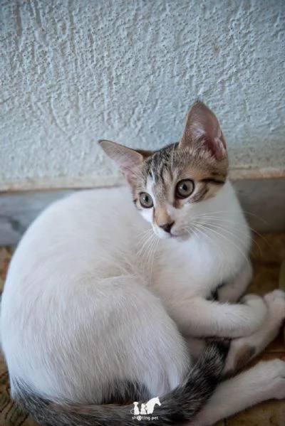 Fragolino 3 mesi e un cuore d'amare  | Foto 4