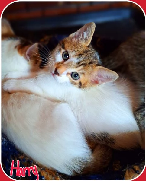 Fragolino 3 mesi e un cuore d'amare  | Foto 3