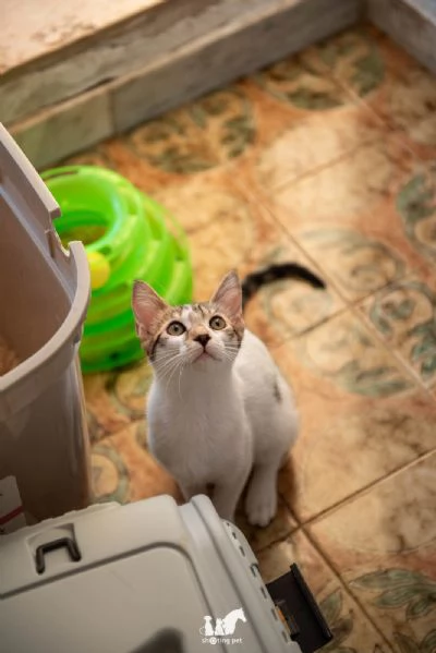 Fragolino 3 mesi e un cuore d'amare  | Foto 1