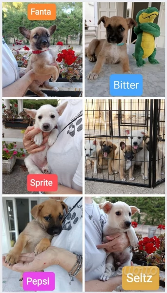 Cuccioli frizzanti  di 2 mesi cercano casa 