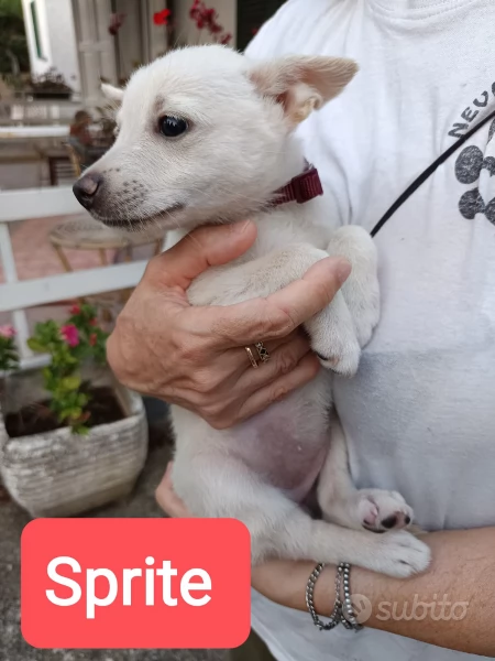 Cuccioli frizzanti  di 2 mesi cercano casa  | Foto 4