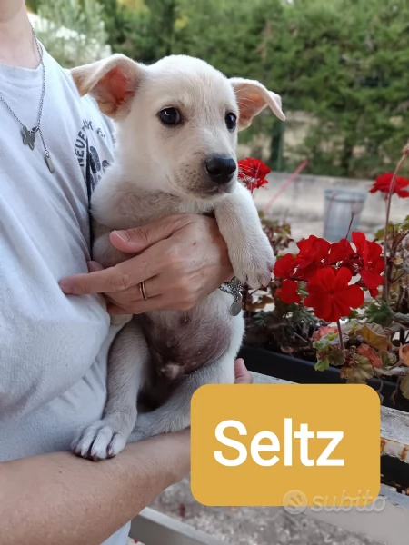 Cuccioli frizzanti  di 2 mesi cercano casa  | Foto 3