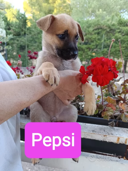 Cuccioli frizzanti  di 2 mesi cercano casa  | Foto 2