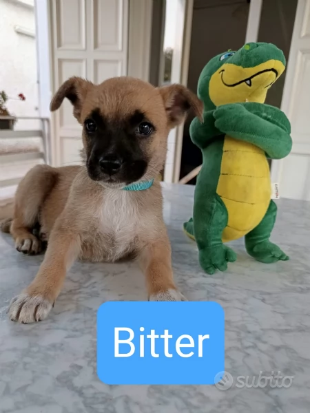 Cuccioli frizzanti  di 2 mesi cercano casa  | Foto 1