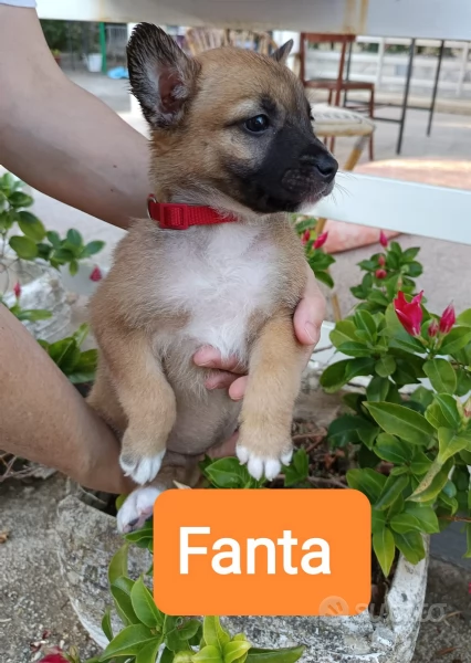 Cuccioli frizzanti  di 2 mesi cercano casa  | Foto 0