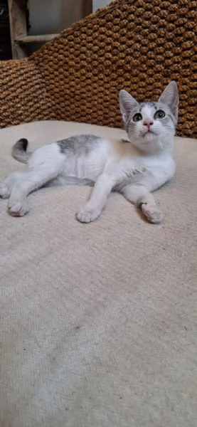 Elsa 3 mesi super socievole e fusona | Foto 6