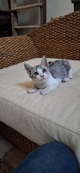 Elsa 3 mesi super socievole e fusona | Foto 5