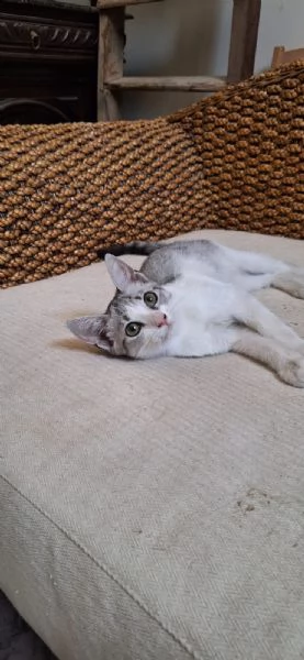 Elsa 3 mesi super socievole e fusona | Foto 4