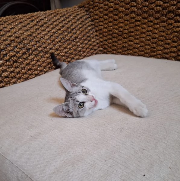 Elsa 3 mesi super socievole e fusona | Foto 3