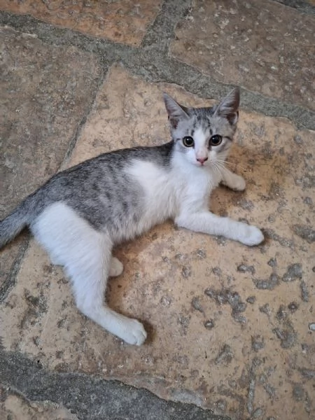 Elsa 3 mesi super socievole e fusona | Foto 2