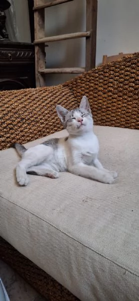 Elsa 3 mesi super socievole e fusona | Foto 1