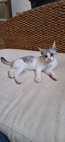 Elsa 3 mesi super socievole e fusona | Foto 0