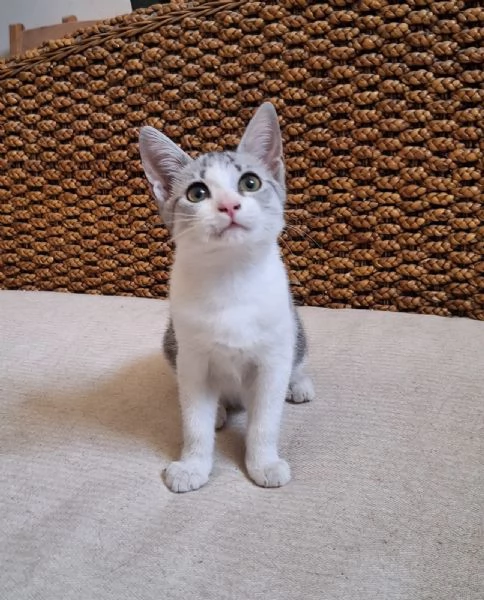 Elsa 3 mesi super socievole e fusona